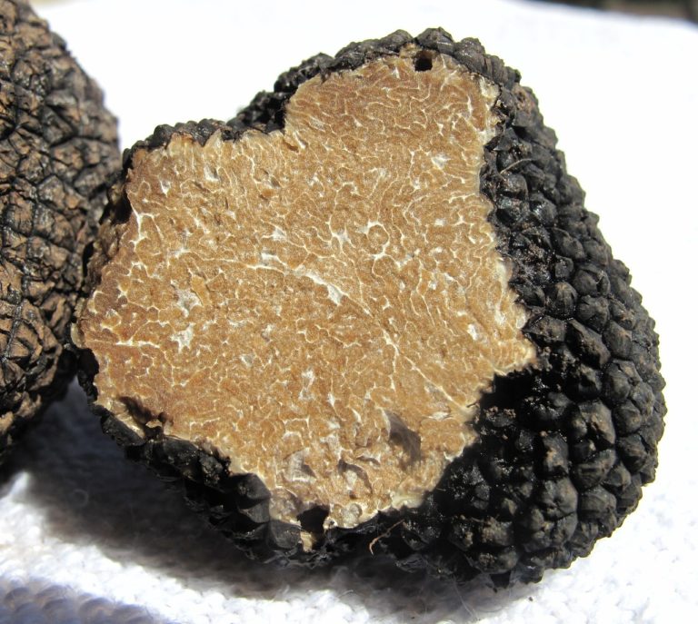 Festival de truffas